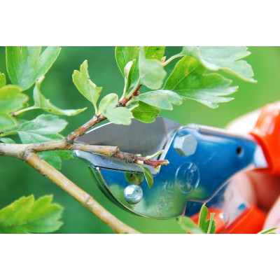 Маленький секатор з ковадлом LOWE Original 5.124 (5.124)