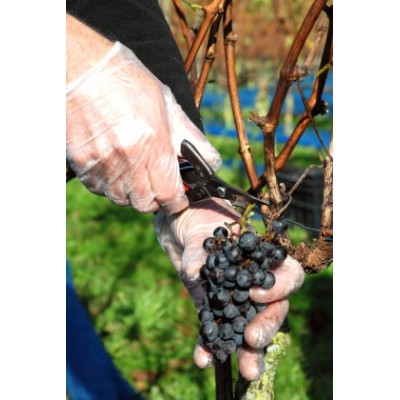 Ножиці садові Okatsune (KST307)