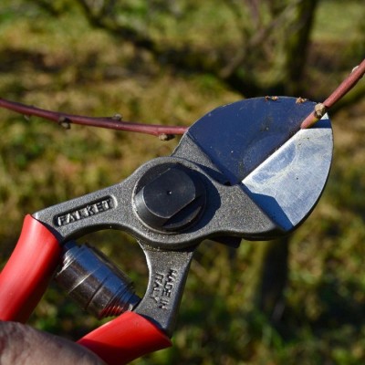 Секатор, два ріжучі леза, базова модель, 20 см, 320 гр, С60 (57 HRC), FALKET (SK1)